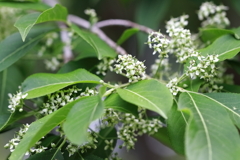 里山散歩マユミ２