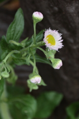 散歩道の野草達8
