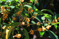 花散歩金木犀2