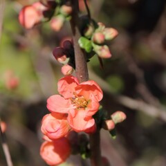 花散歩木瓜３