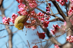 戯れるメジロ３