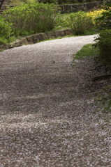 散歩道は桜道