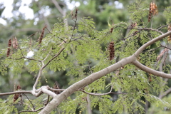 種を付けた合歓