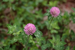 花散歩アカツメグサ