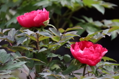 花散歩牡丹１