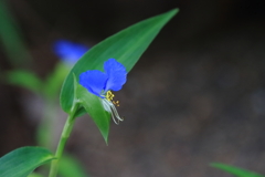 花散歩ツユクサ3