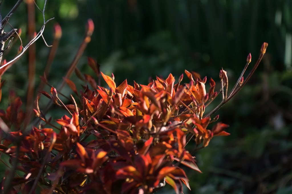 ドウダンツツジの紅葉