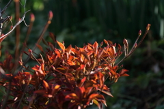 ドウダンツツジの紅葉