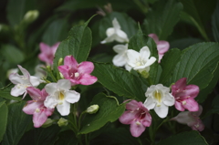 散歩道の花　ハコネウツギ