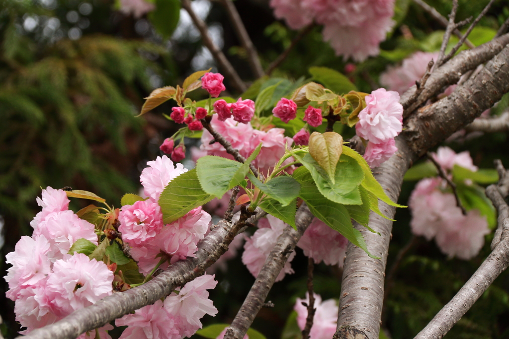 八重の桜なお２