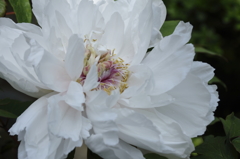 鎌倉花散歩　１