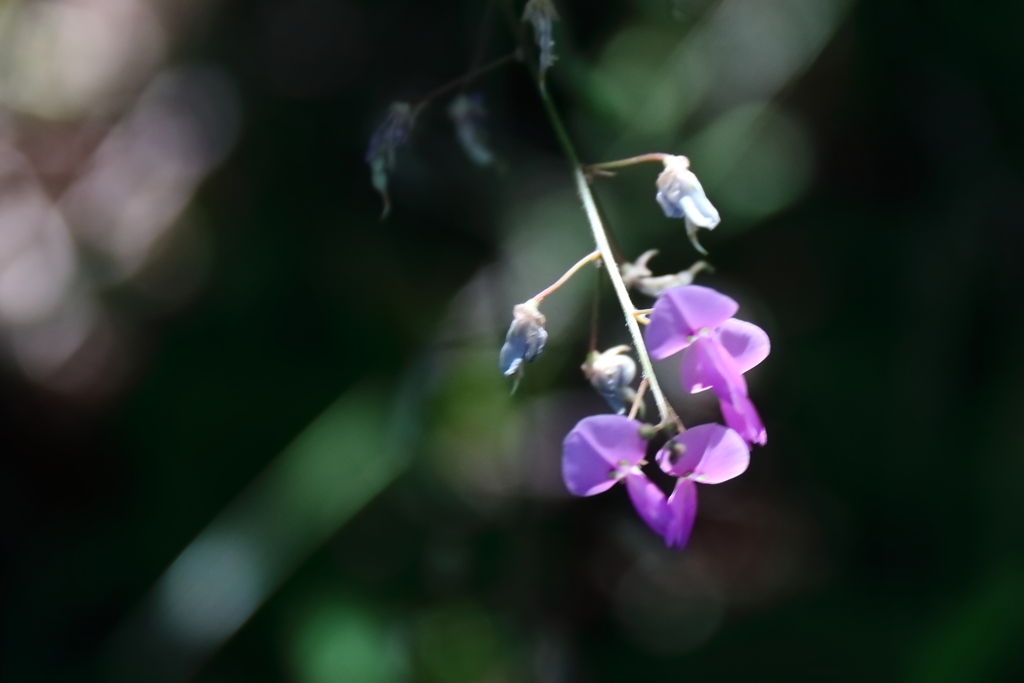 花散歩アレチヌスビトハギ１