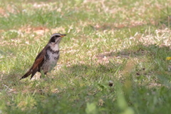 ツグミが一休み