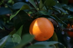 美味しそうなのに