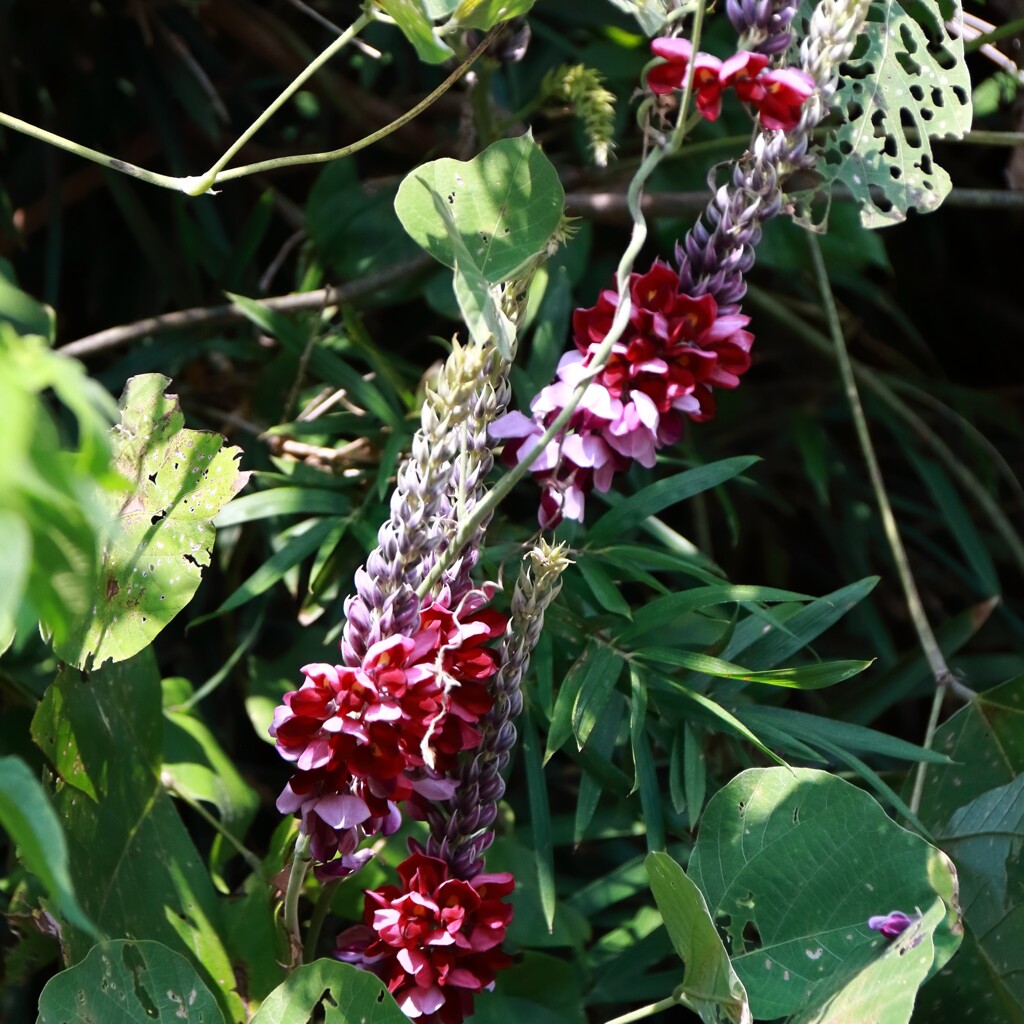 花散歩葛再度１