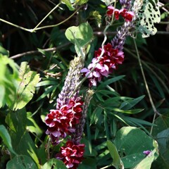 花散歩葛再度１