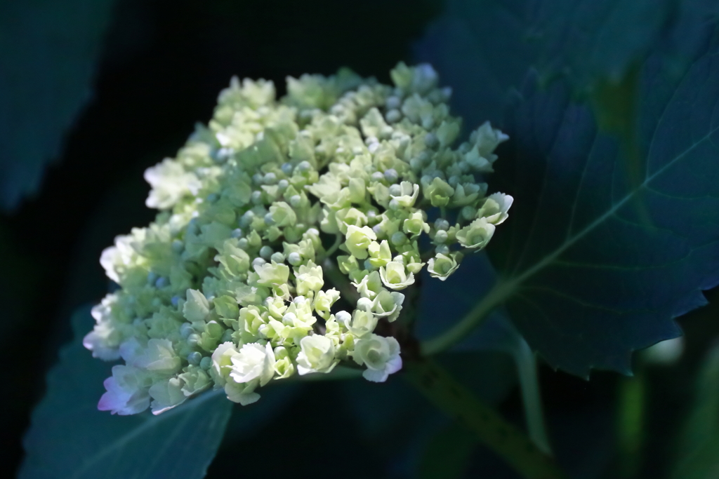 花散歩アジサイ白系１