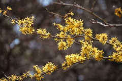 春、植物園17アテツマンサク