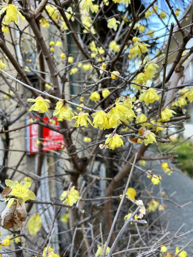 花散歩ロウバイ