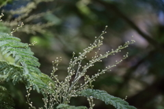 花散歩春に備える１