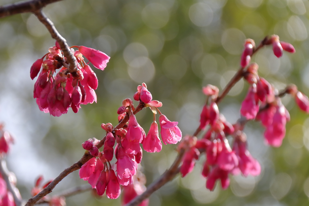 寒緋桜ほころぶ１
