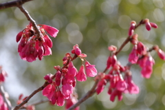 寒緋桜ほころぶ１