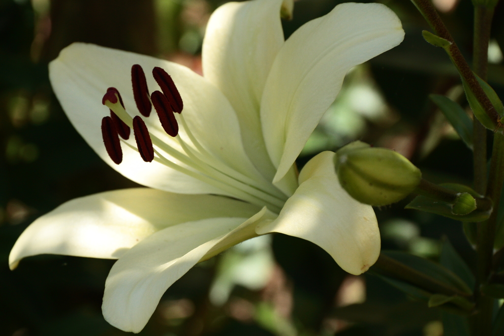 木漏れ日のユリ２