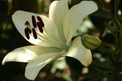 木漏れ日のユリ２