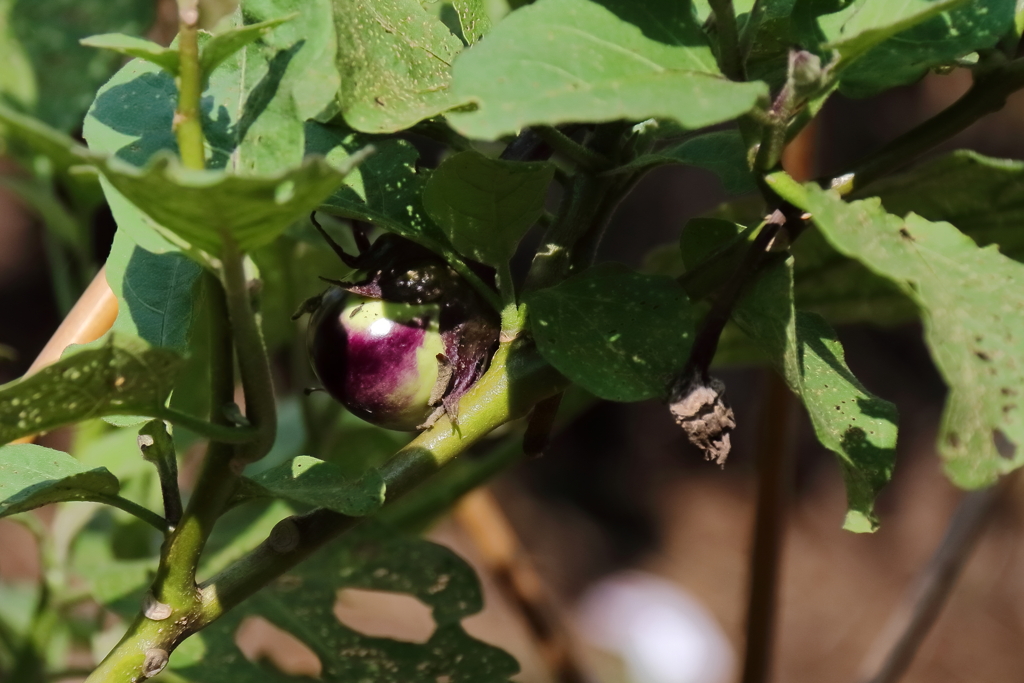 花散歩遅刻しちゃったナス