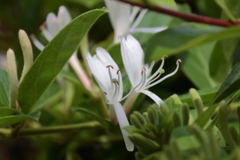 花散歩スイカズラ２