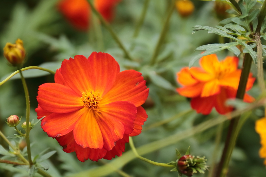 コバナコスモスが４