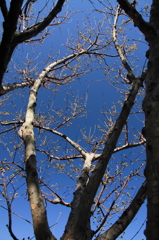 サンシュウを撮る