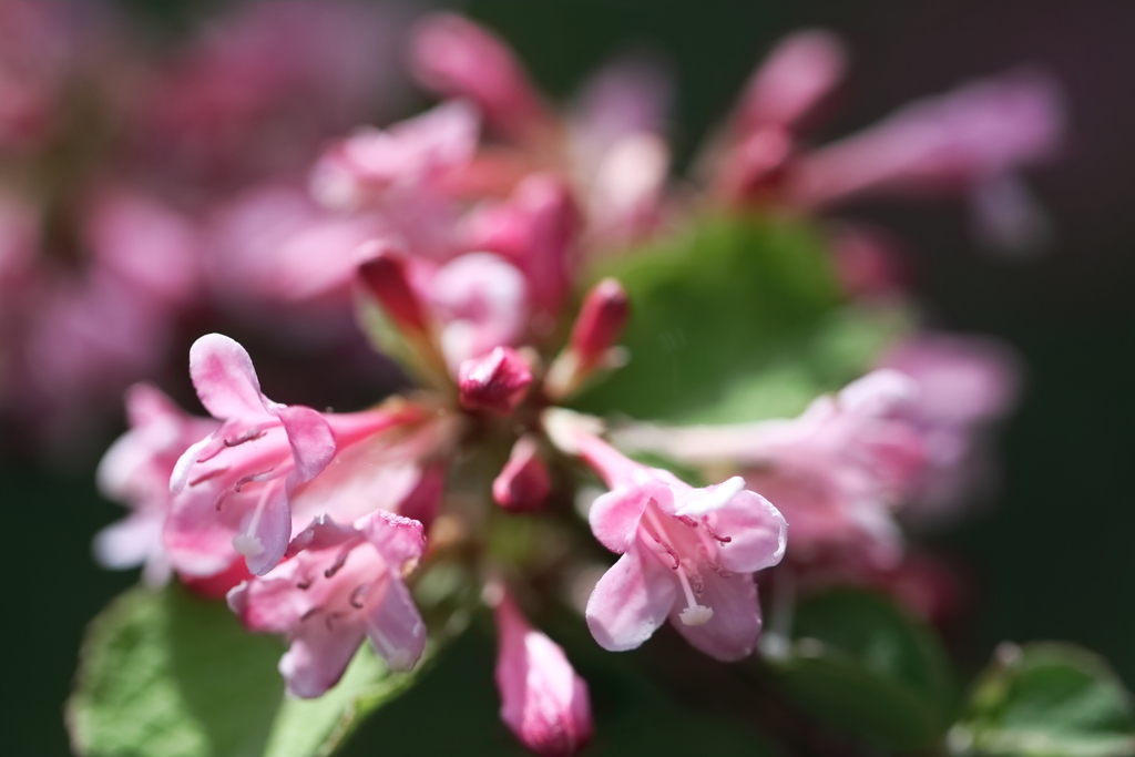 花散歩タニウツギ３