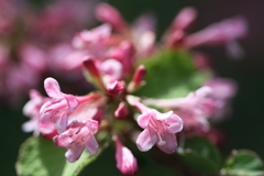 花散歩タニウツギ３