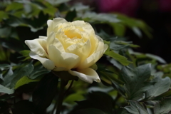 花散歩牡丹盛り３