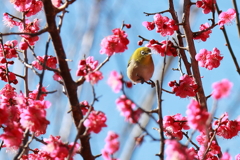 戯れるメジロ２