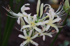 花散歩彼岸花７