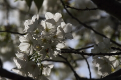 桜挽歌