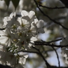 桜挽歌