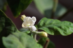 アラビアジャスミンが咲いた２