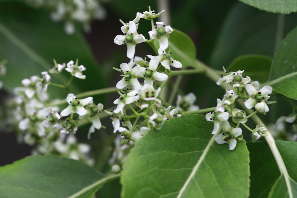 里山散歩マユミ４