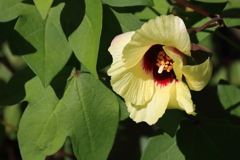 花散歩オクラ