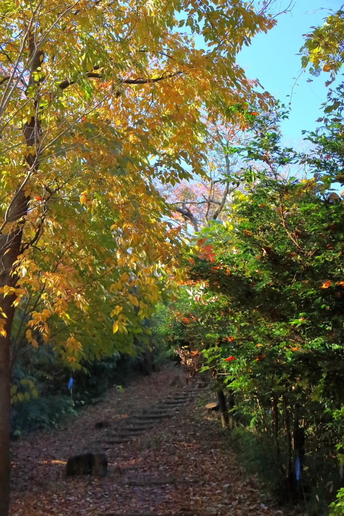 花散歩秋の小径へ