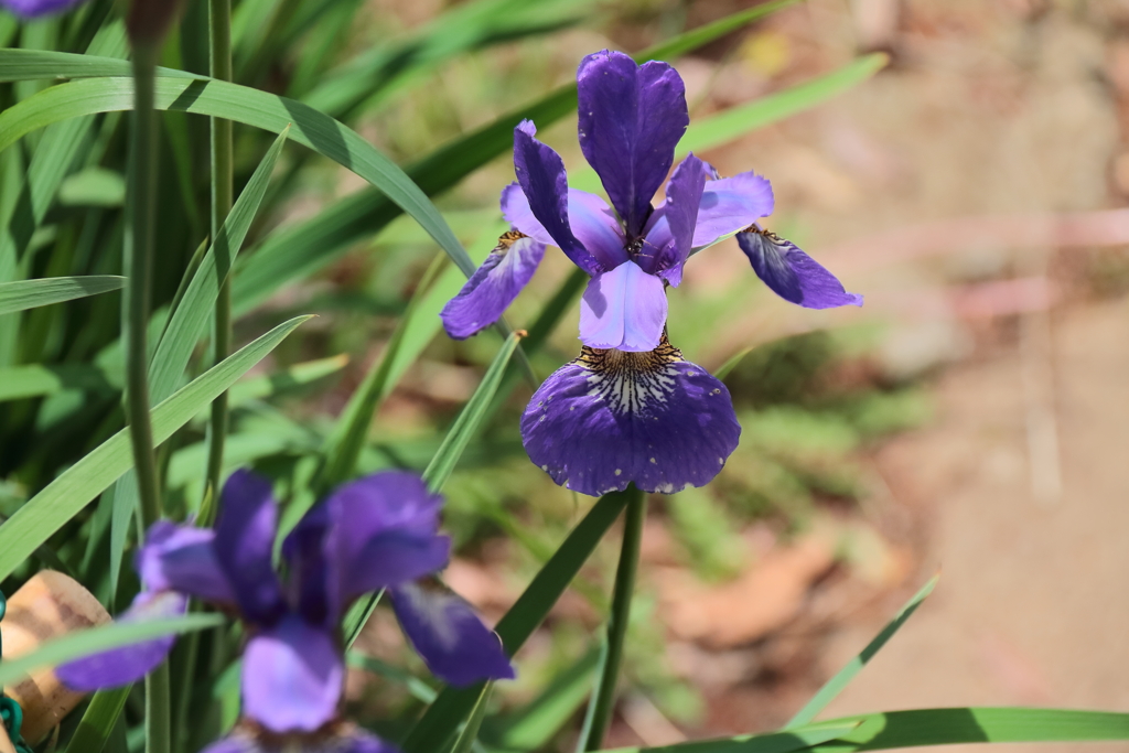 花散歩あやめ２