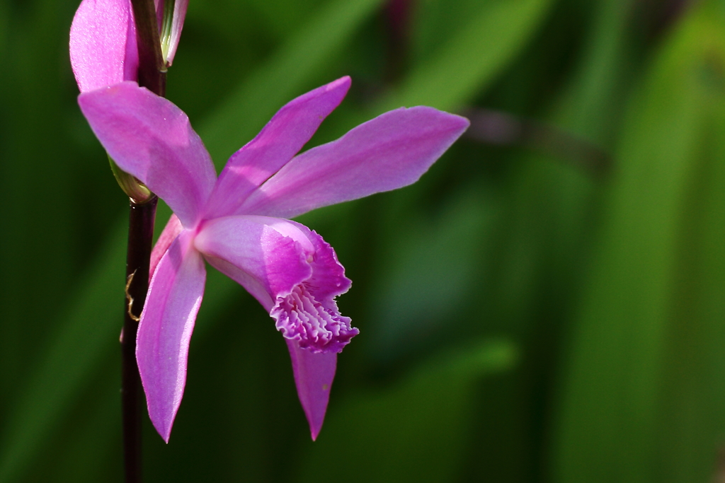 紫蘭（赤花）２