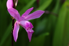 紫蘭（赤花）２