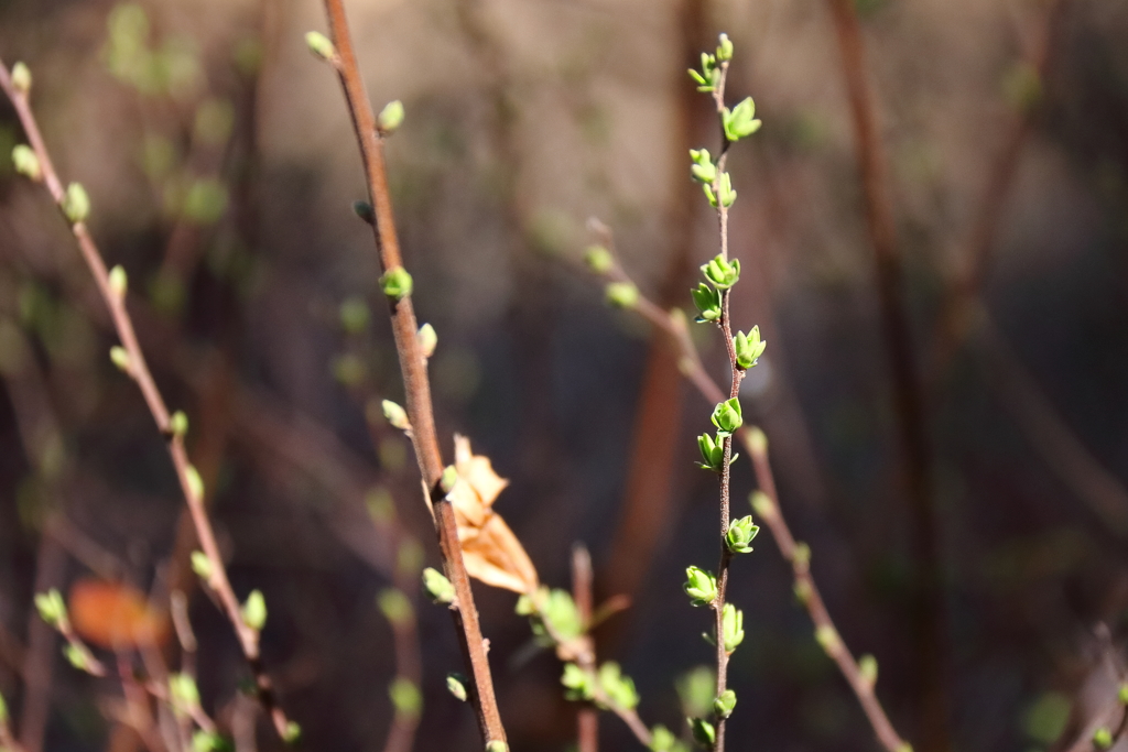 花散歩芽吹くユキヤナギ１