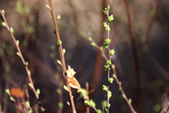 花散歩芽吹くユキヤナギ１