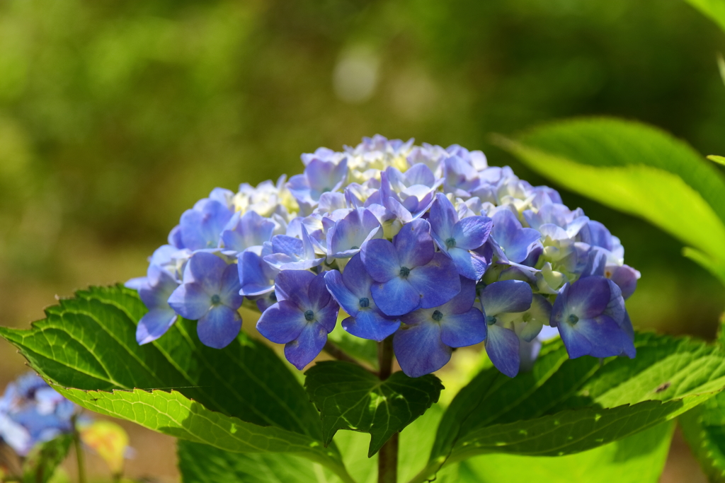 なかなかならない青２