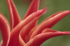 チューリップ2016　16